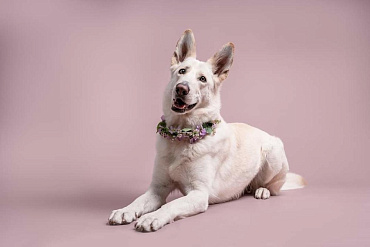 Белая немецкая овчарка – особенности светлого окраса породы и фото