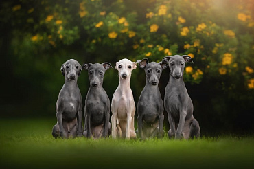 Сколько весит левретка?