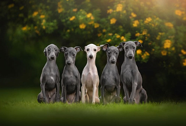 Сколько весит левретка?