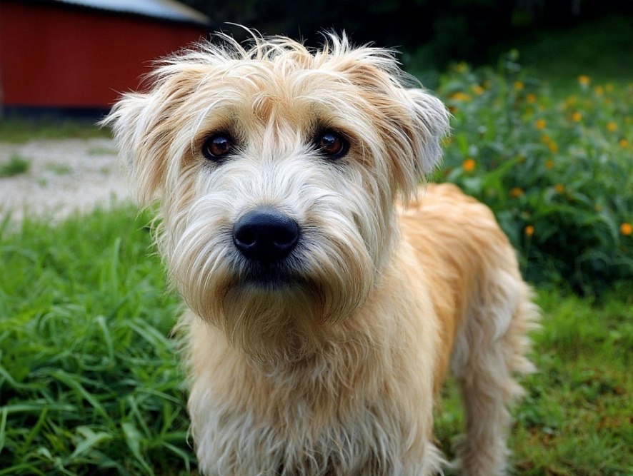 Описание Глен оф Имаал терьера можно найти в стандарте породы