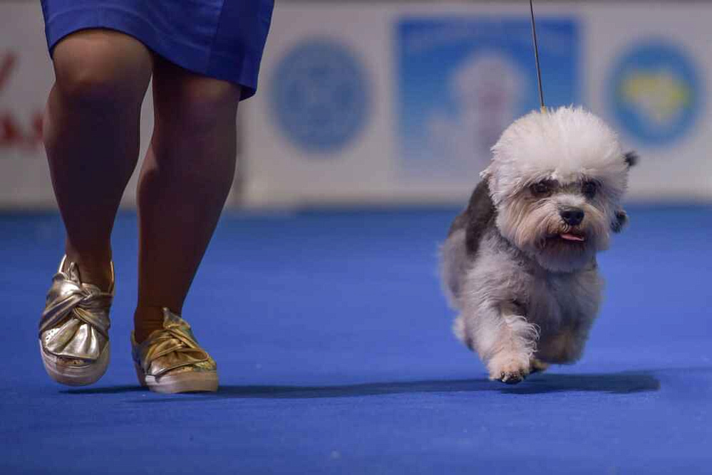 Денди-динмонт-терьер на выставке