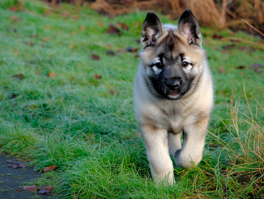 Норвежская лайка идет