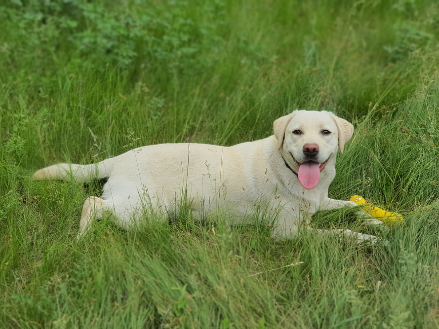 Белый ретривер лежит на траве