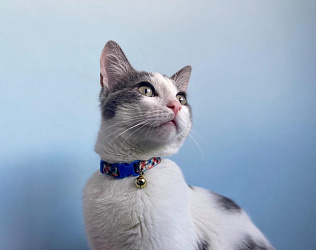 Нужен ли кошке ошейник?