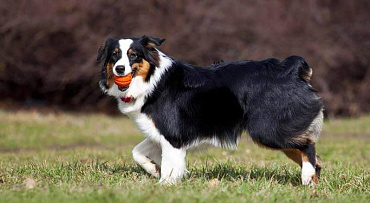 Породы собак без хвоста