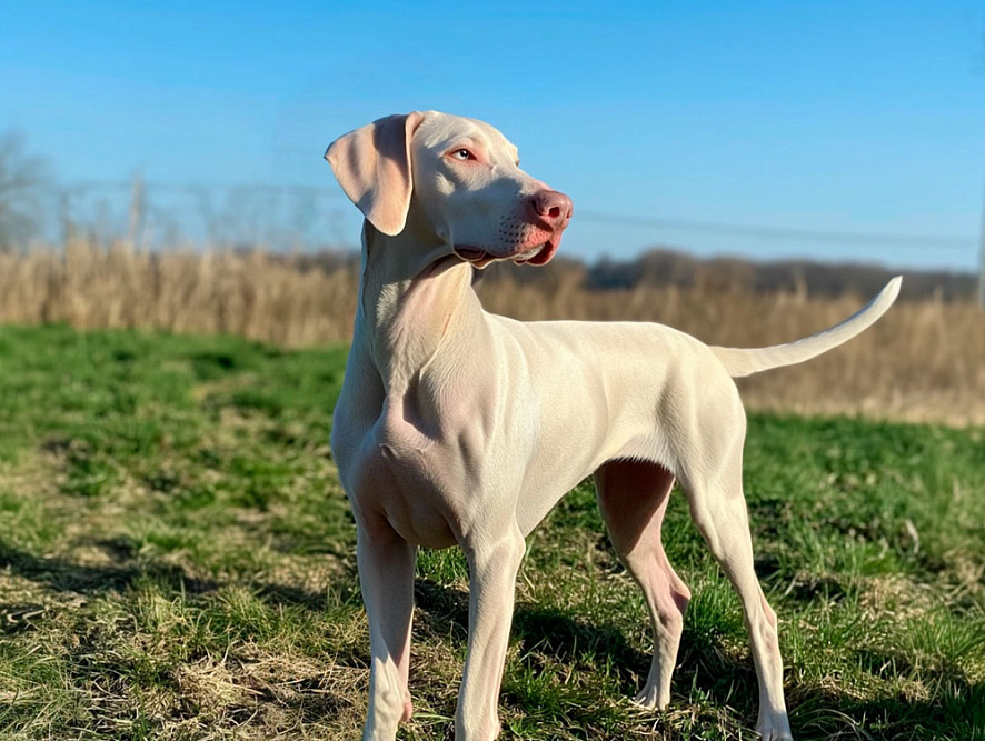 Белый доберман стоит