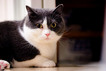 Почему у кота появилась кровь в моче?