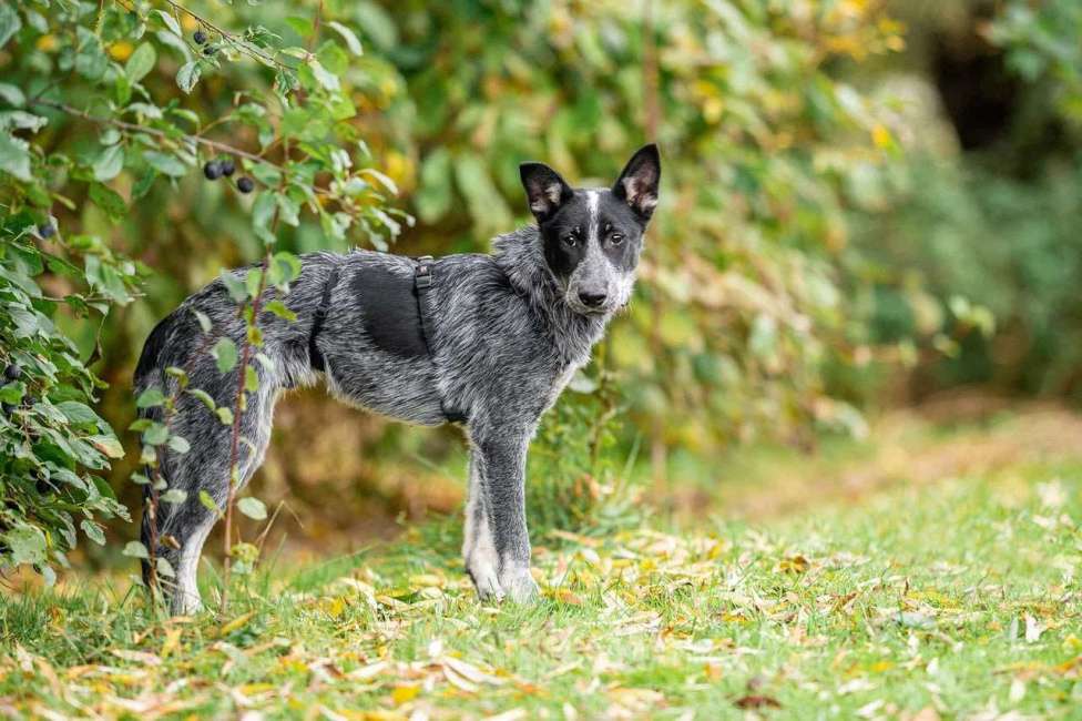 Собаки в Подольске: Скай, который жил на крыше Мальчик, Бесплатно - фото 2