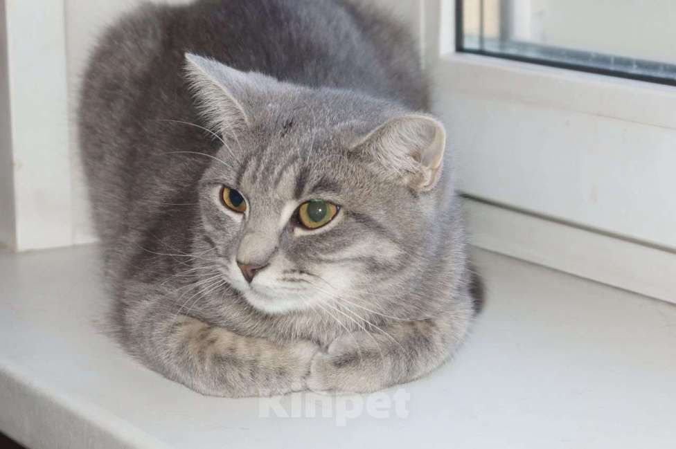 Кошки в Москве: Кошечка Санта в добрые руки Девочка, Бесплатно - фото 2