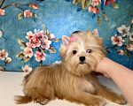 Собаки в Москве: Рыжий йорк с голубыми глазами девочка мини Девочка, 95 000 руб. - фото 9