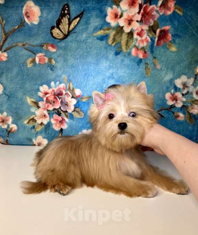 Собаки в Москве: Рыжий йорк с голубыми глазами девочка мини Девочка, 95 000 руб. - фото 9