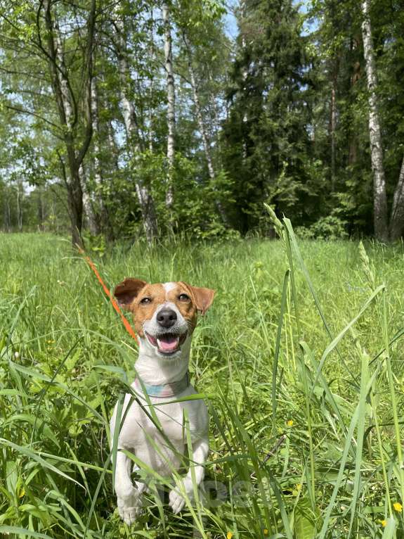 Собаки в Мытищах: Ищем теплый дом  Девочка, Бесплатно - фото 10