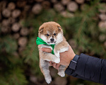 Собаки в Москве: Щенки сиба питомник  KuranDOGS Мальчик, 70 000 руб. - фото 7
