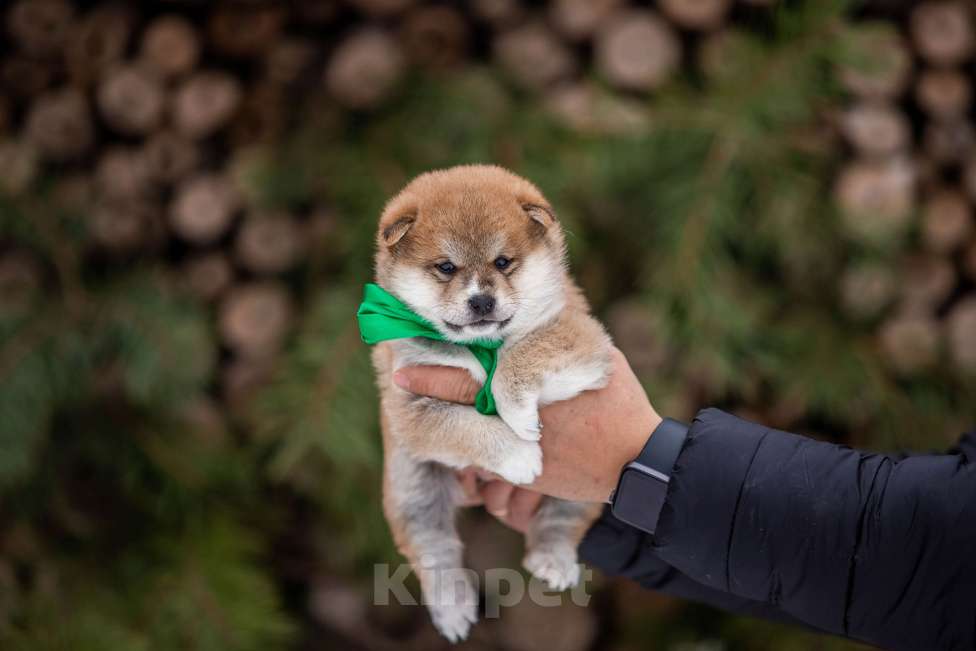 Собаки в Москве: Щенки сиба питомник  KuranDOGS Мальчик, 70 000 руб. - фото 7