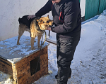 Собаки в Барнауле: Отдам в добрые руки Мальчик, Бесплатно - фото 3