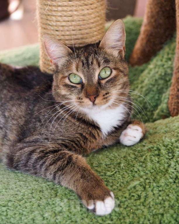 Кошки в Москве: София с ВЛК ищет дом Девочка, Бесплатно - фото 3