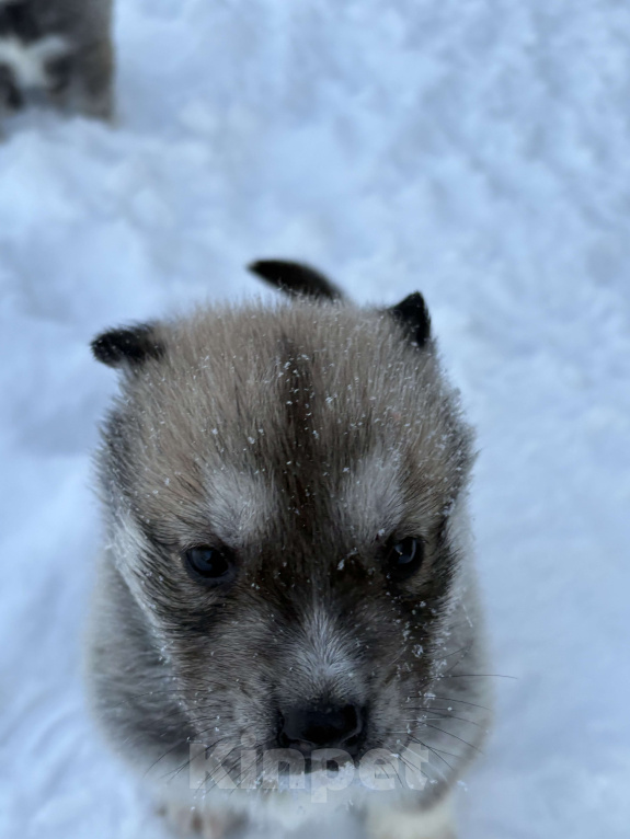 Собаки в других городах Свердловской области: Стрелка Девочка, Бесплатно - фото 3