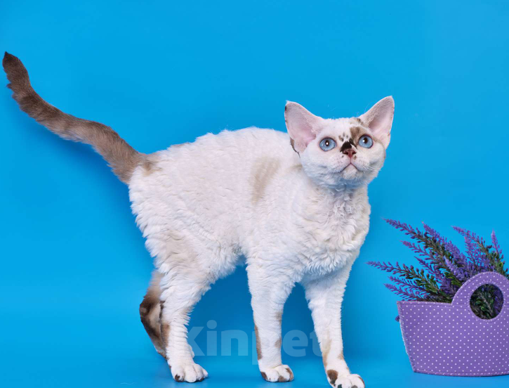 Кошки в Новосибирске: Девон Рекс, девочка Девочка, 45 000 руб. - фото 3