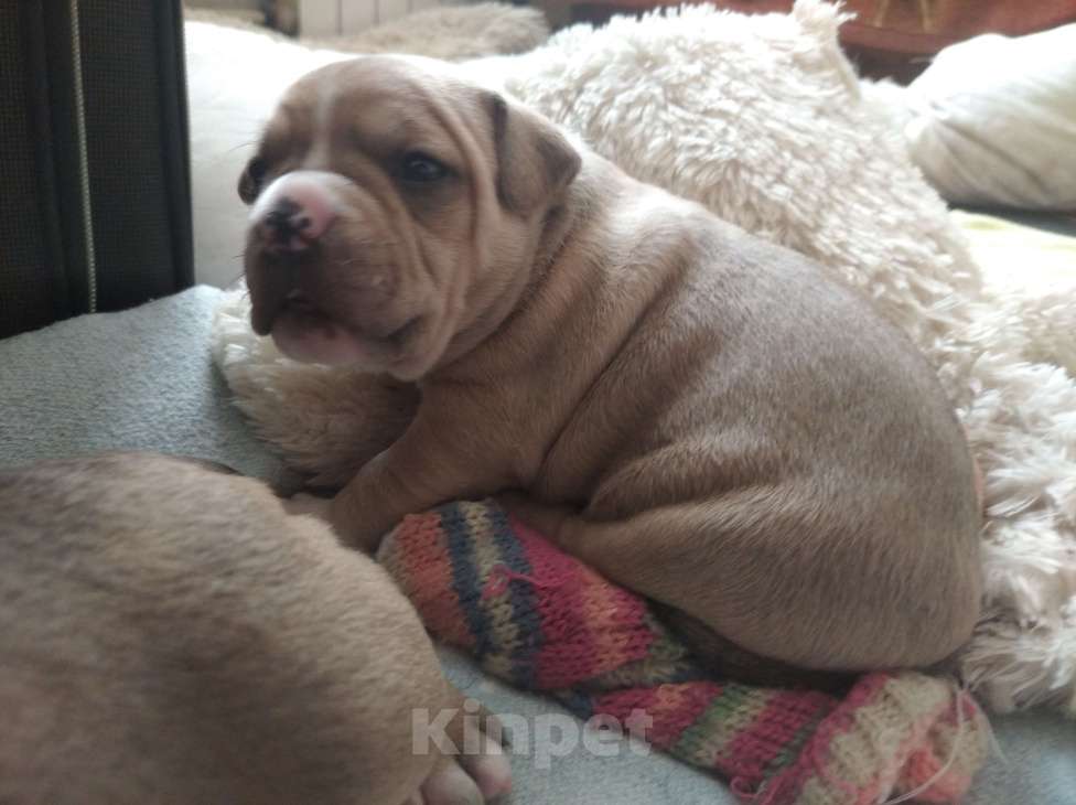 Собаки в Артеме: Булли Девочка, 150 000 руб. - фото 3