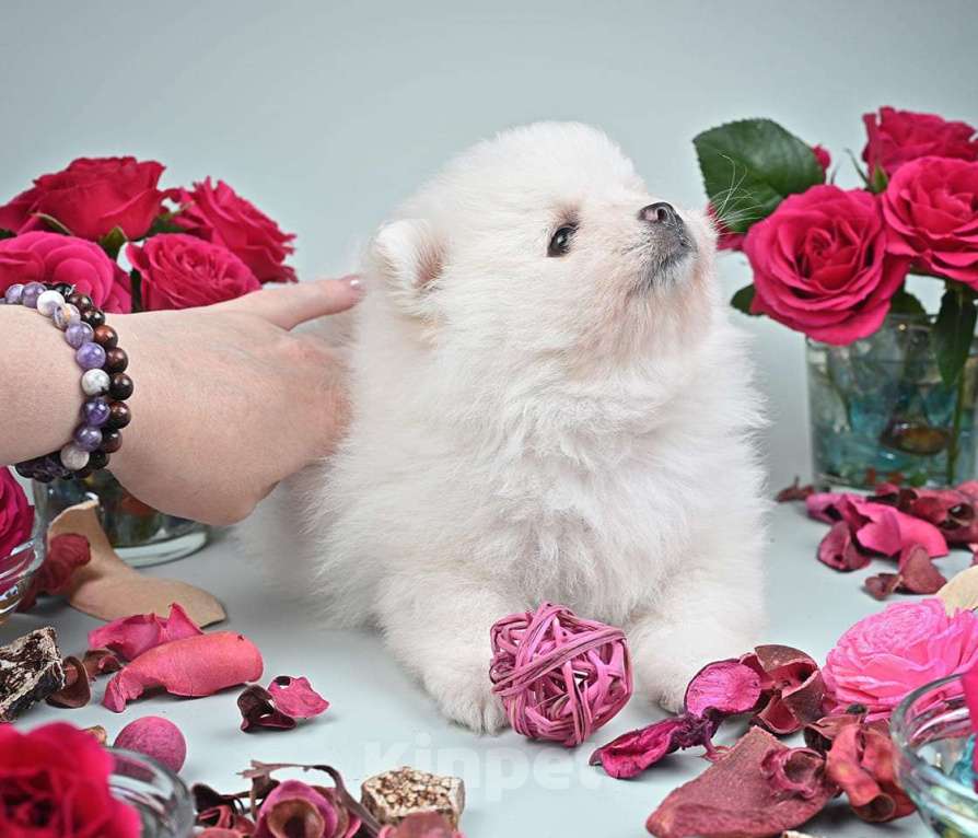 Собаки в Нижнем Новгороде: Щенок шпица Мальчик, 40 000 руб. - фото 4