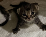 Кошки в Химках: Котенок в добрые руки Мальчик, Бесплатно - фото 1