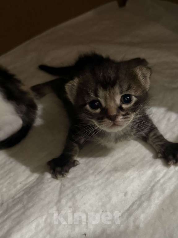 Кошки в Химках: Котенок в добрые руки Мальчик, Бесплатно - фото 1
