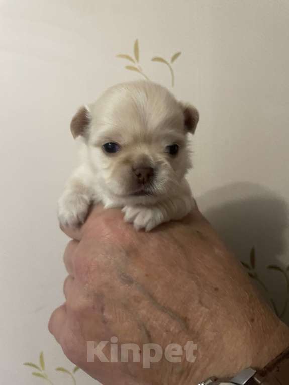 Собаки в Санкт-Петербурге: Щенок чихуахуа, сука Девочка, 50 000 руб. - фото 2