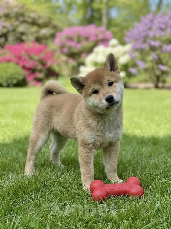 Собаки в Балашихе: Щенок сиба ину Мальчик, 45 000 руб. - фото 2