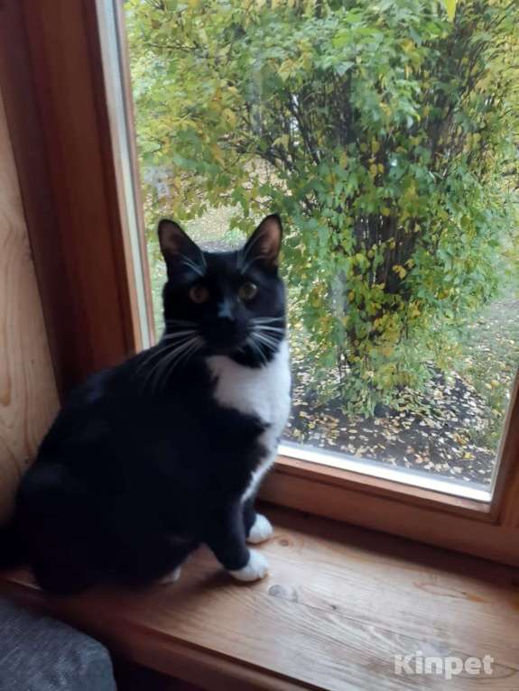 Пожилого кота усыпляют после смерти хозяйки - купить, продать или ...