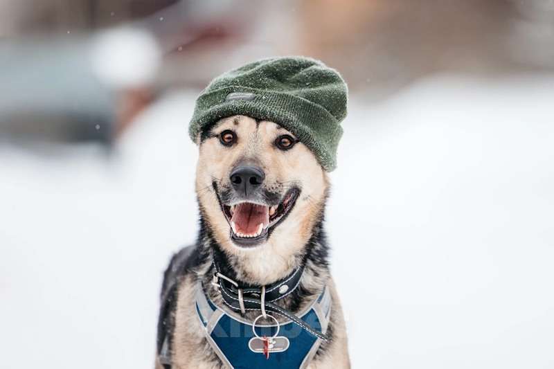 Собаки в Москве: Умничка Джефф в добрые руки Мальчик, 1 руб. - фото 2