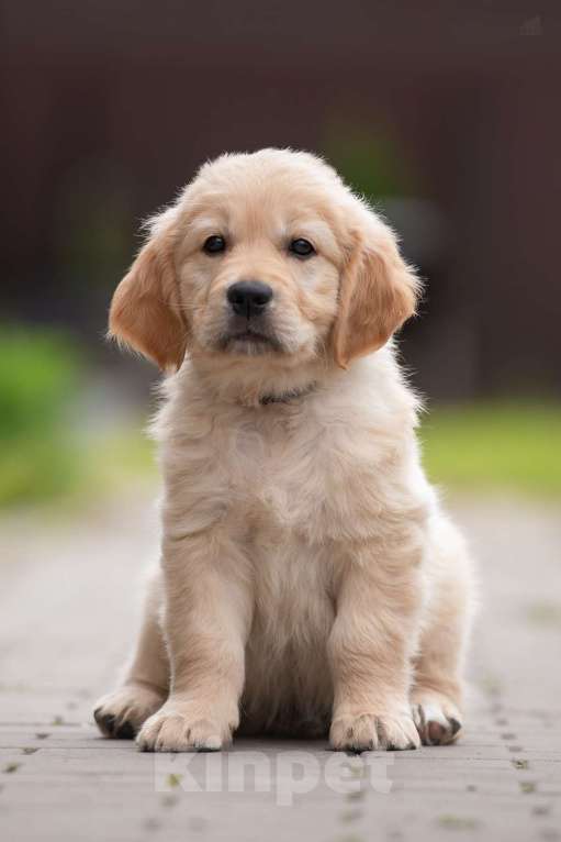 Собаки в Петрозаводске: Щенок Золотистого ретривера  Мальчик, 80 000 руб. - фото 3