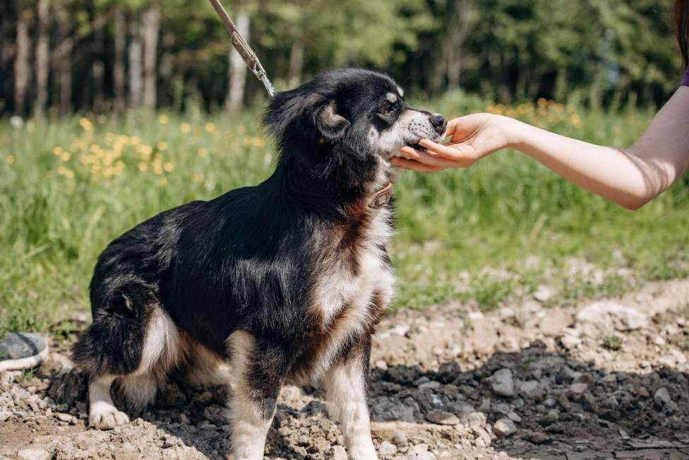 Собаки в Москве: маленькая собачка в добрые руки! Девочка, Бесплатно - фото 3