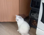 Кошки в Новосибирске: Потерялась кошечка Девочка, Бесплатно - фото 1