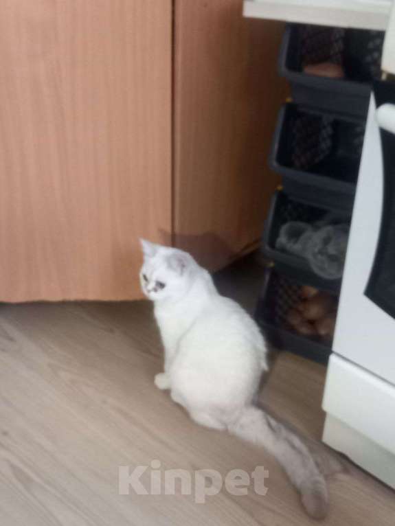 Кошки в Новосибирске: Потерялась кошечка Девочка, Бесплатно - фото 1