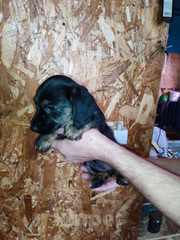 Собаки в других городах Рязанской области: Щенки дорки Девочка, 3 000 руб. - фото 3