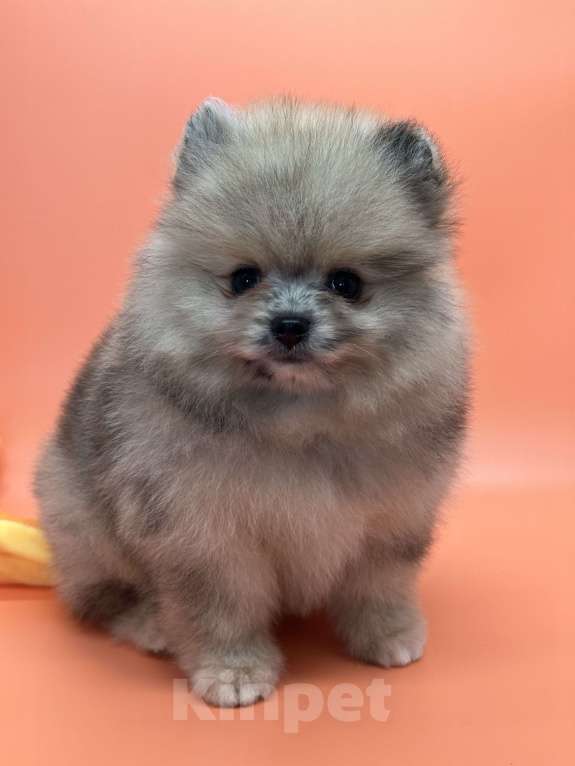 Собаки в Санкт-Петербурге: Шпиц девочка Девочка, 30 000 руб. - фото 3