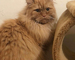 Кошки в Москве: Найден рыжий персидский кот!!!!! Мальчик, Бесплатно - фото 2