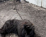 Собаки в Купино: Пропала собака Немецкая Овчарка Черная  Мальчик, 5 000 руб. - фото 2