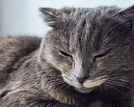 Кошки в Ижевске: Кошка в добрые руки Девочка, Бесплатно - фото 1