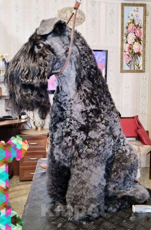 Собаки в Перми: Щенок мальчик керри-блю-терьер Мальчик, 50 000 руб. - фото 4