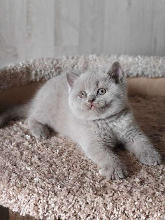 Кошки в Санкт-Петербурге: Лиловый котенок. Мальчик, 45 000 руб. - фото 1