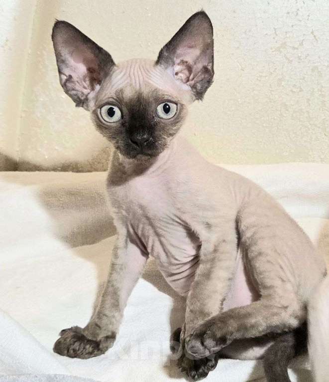 Кошки в Москве: Котята девон рекс Мальчик, 85 000 руб. - фото 5