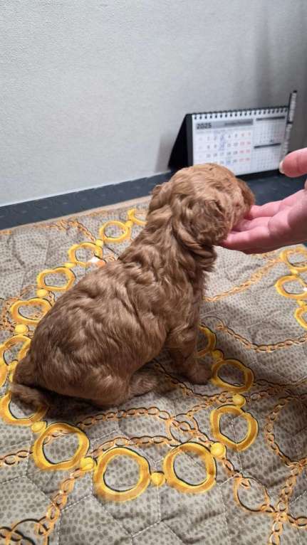 Собаки в Москве: Девочка  Девочка, Бесплатно - фото 1