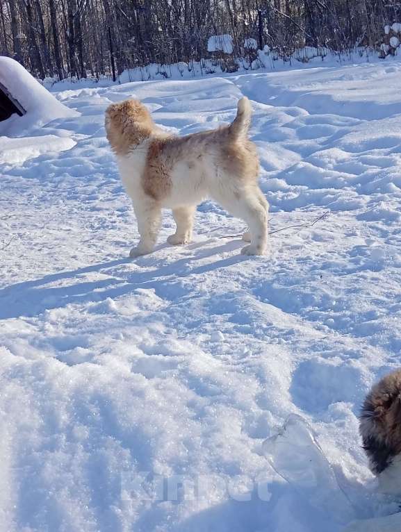 Собаки в Печоре: Девочка САО Девочка, 40 000 руб. - фото 5