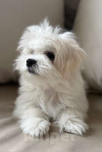 Собаки в Москве: Щенки мальтийской болонки Мальчик, 38 000 руб. - фото 2