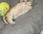 Кошки в Томске: Золотая шиншилла Девочка, 32 000 руб. - фото 6
