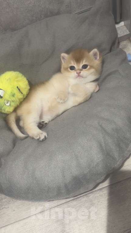 Кошки в Томске: Золотая шиншилла Девочка, 32 000 руб. - фото 6