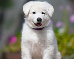 Собаки в Всеволожске: Высокопородный щенок белой швейцарской овчарки мальчик 2 Мальчик, 70 000 руб. - фото 1