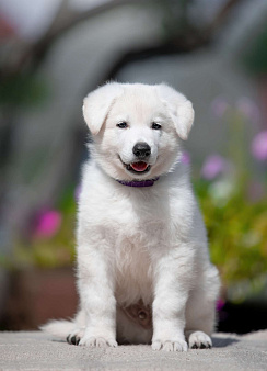 Объявление: Высокопородный щенок белой швейцарской овчарки мальчик 2, 70 000 руб., Всеволожск