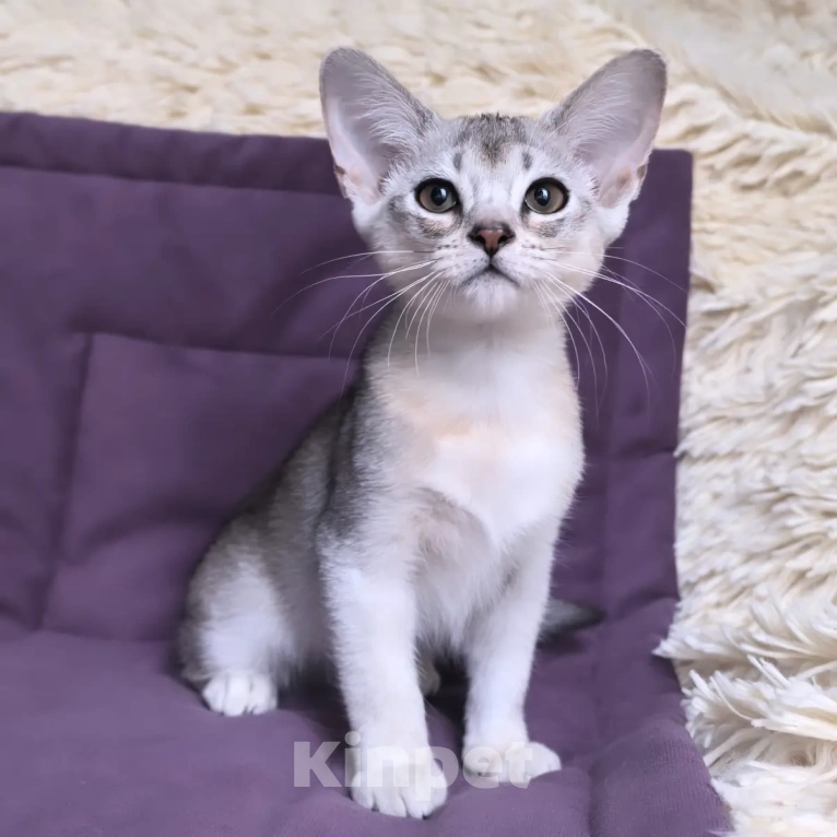 Кошки в Москве: Абиссинский котенок 3 месяца Девочка, 70 000 руб. - фото 5